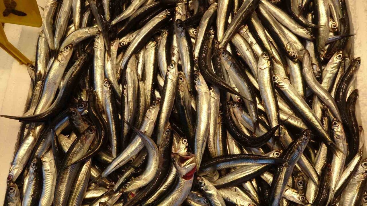 Yıllar sonra ilk kez bu sezon hamsi tezgahlarda yerini erken