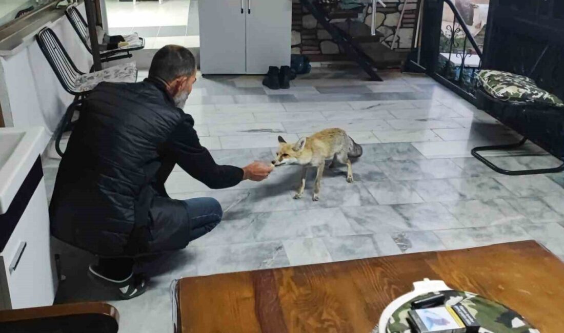 Yozgat’ta tilki ile bir vatandaş arasındaki dostluk görenlerin yüzünü gülümsetiyor.