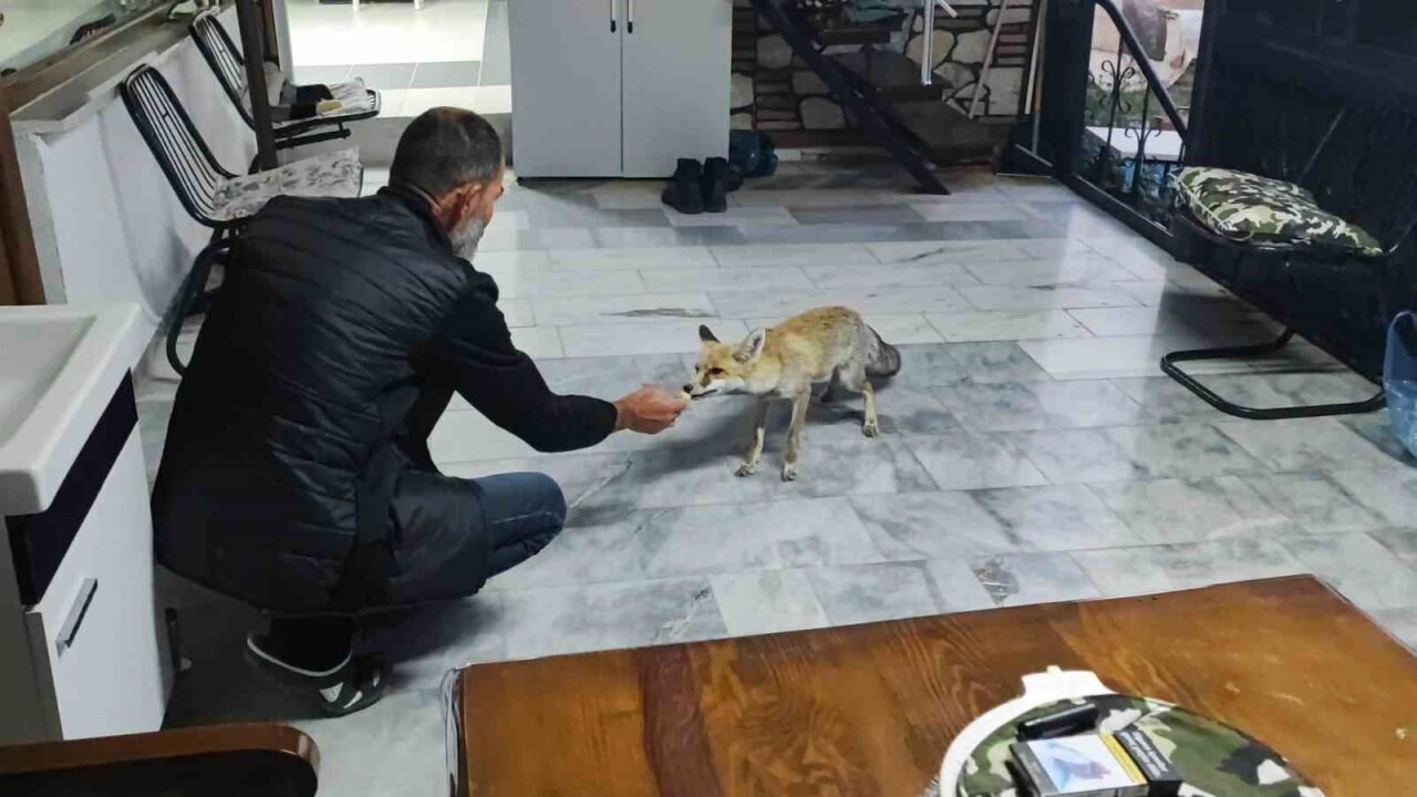 Yozgat’ta tilki ile bir vatandaş arasındaki dostluk görenlerin yüzünü gülümsetiyor.