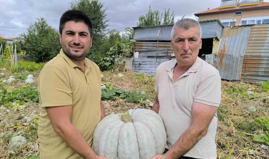 Afyonkarahisar’ın Şuhut ilçesinde balkabağı hasadı başlarken, ürünlerin bu yıl satış