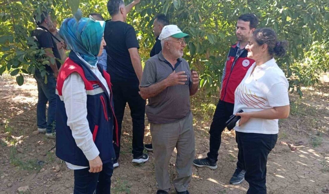Ceviziyle meşhur Afyonkarahisar’ın Dinar ilçesine bağlı Yapağlı köyünde hasat öncesinde