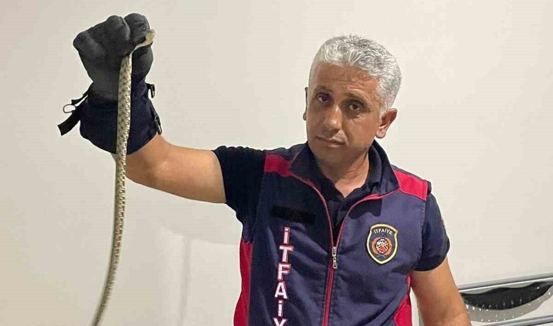 Hatay’da 2 farklı eve giren yılanlar itfaiye ekipleri tarafından yakalandı.