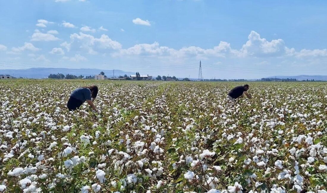 Hatay Tarım Orman Müdürlüğü ekipleri, sertifikalı tohumluk üretimi yapılan pamuk