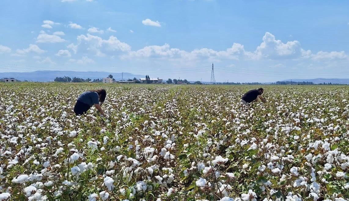 Hatay Tarım Orman Müdürlüğü ekipleri, sertifikalı tohumluk üretimi yapılan pamuk