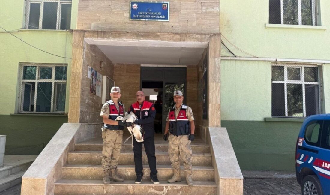 Erzurum’un Hınıs İlçesinde nesli tükenmekte olan Toy kuşu bulundu. Erzurum