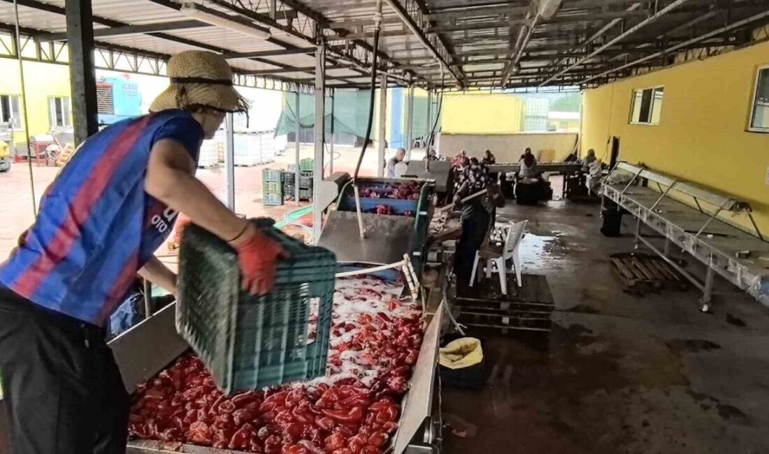 Bursa’nın İnegöl ilçesinin kırsal Kulaca Mahallesi’ndeki tesislerde salça yapım süreci