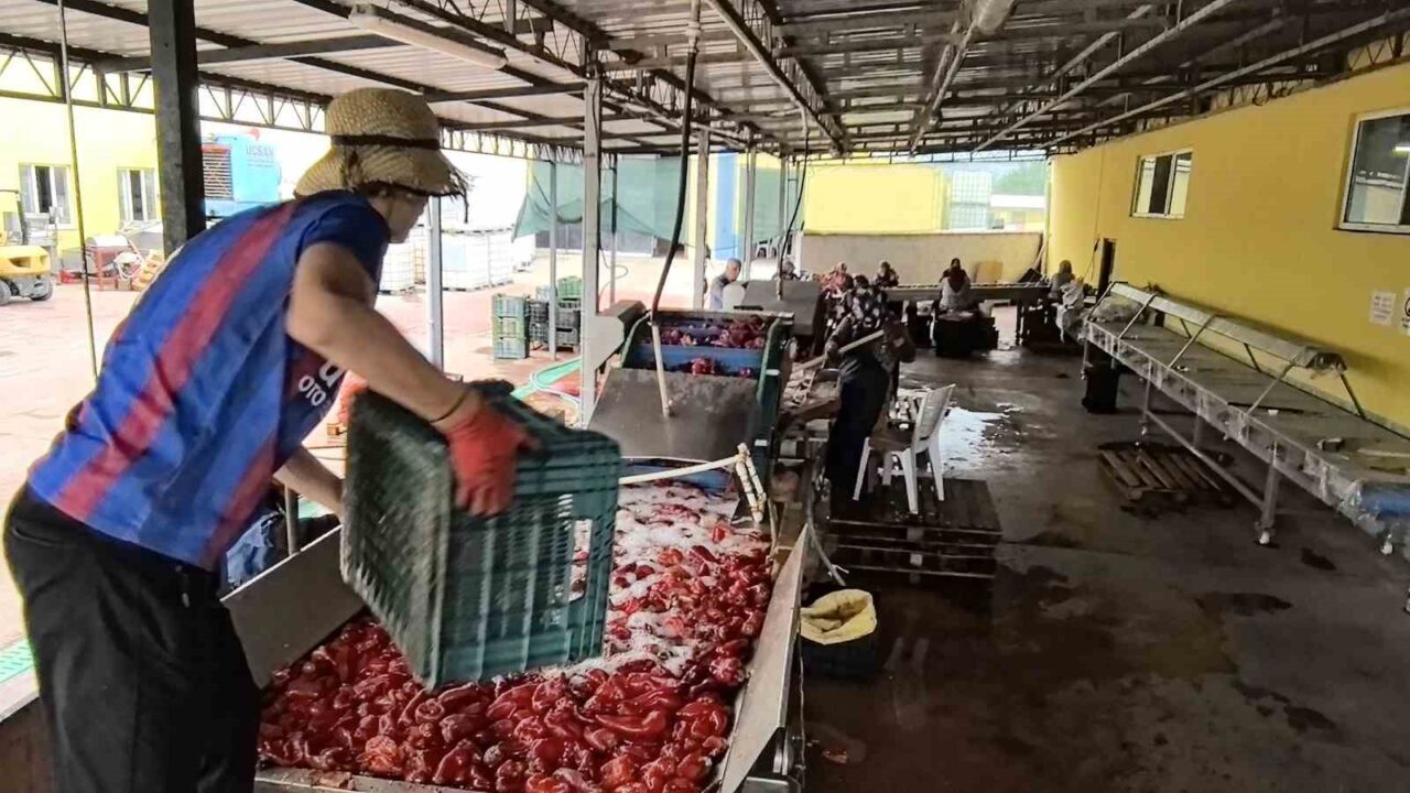 Bursa’nın İnegöl ilçesinin kırsal Kulaca Mahallesi’ndeki tesislerde salça yapım süreci