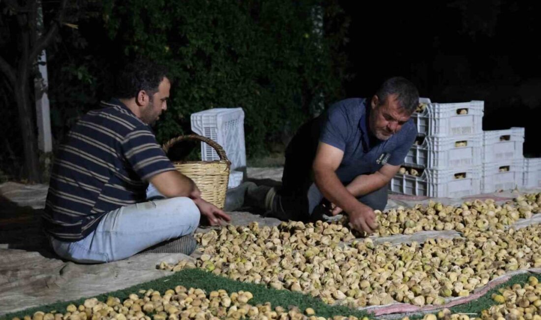 Aydın’da binlerce ailenin geçim kaynağı olan incir üretiminde çiftçiler en