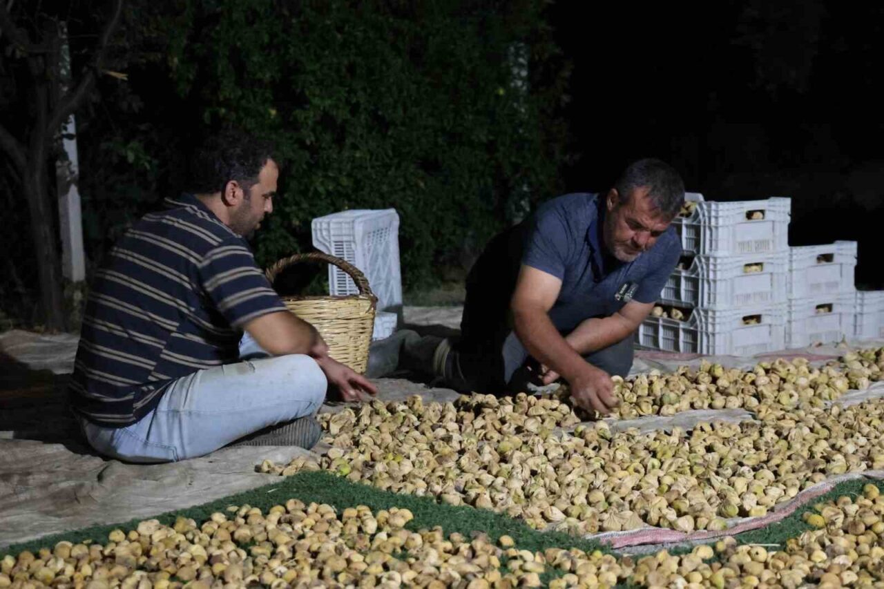 Aydın’da binlerce ailenin geçim kaynağı olan incir üretiminde çiftçiler en