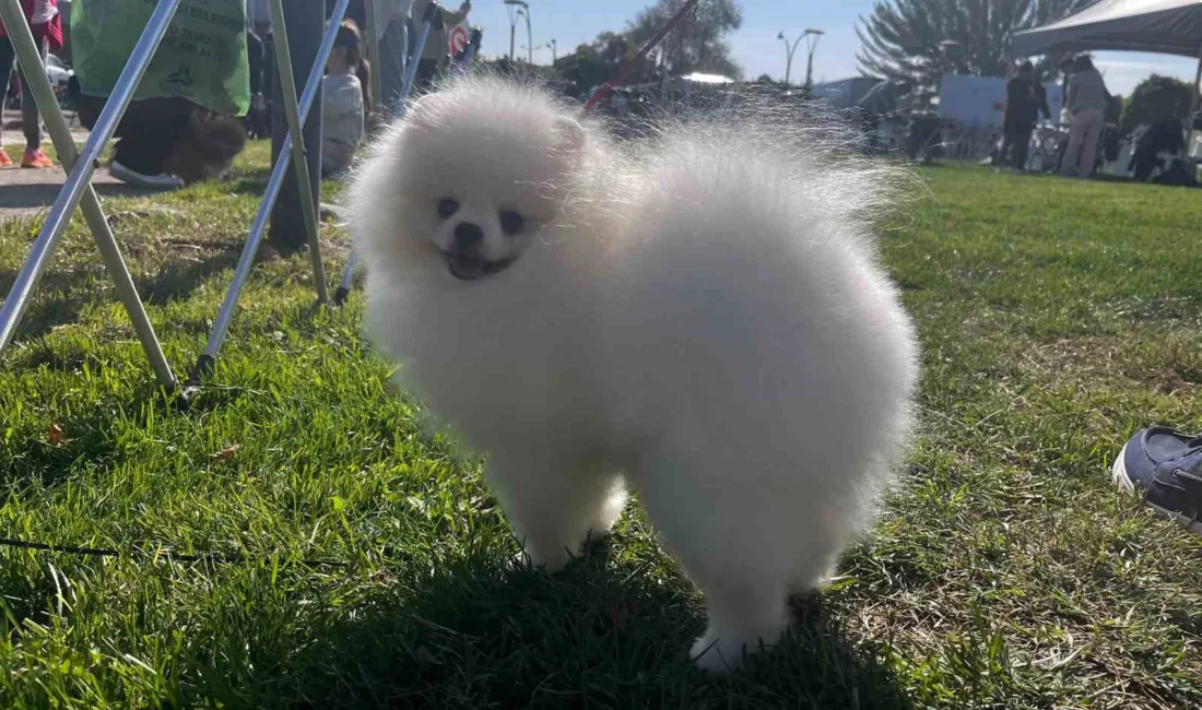 Ankara’da Köpek Irkları ve Kinoloji Federasyonu (KIF) ve Gölbaşı Belediyesi