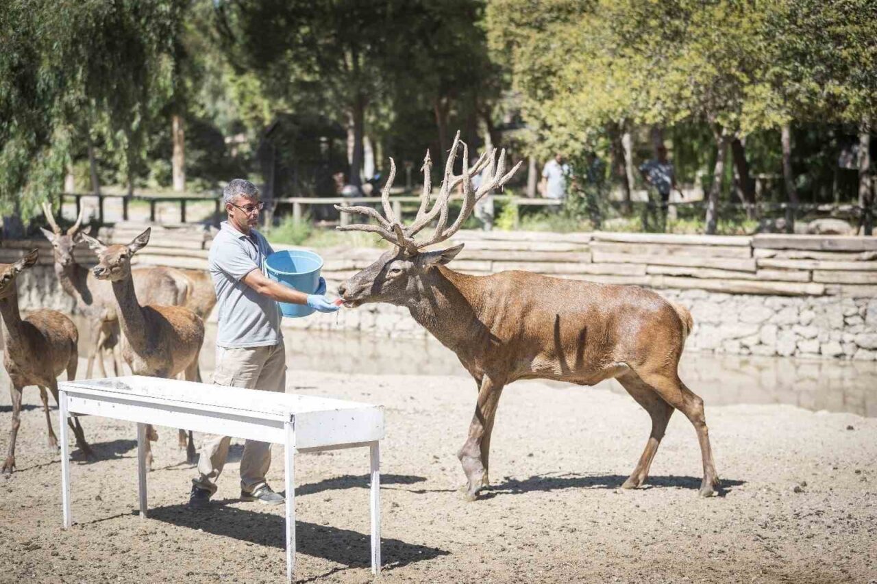 İzmir’de yaralı olarak bulunduktan sonra Doğal Yaşam Parkı’na getirilen ve