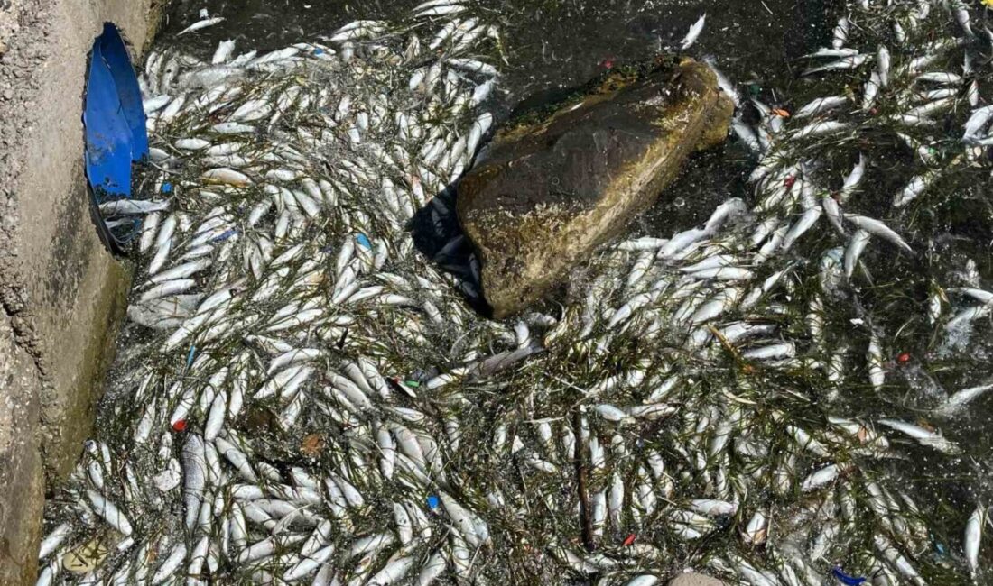 İZMİR (İHA) – İzmir Körfezi’nde geçtiğimiz yıl yaşanan balık ölümleri