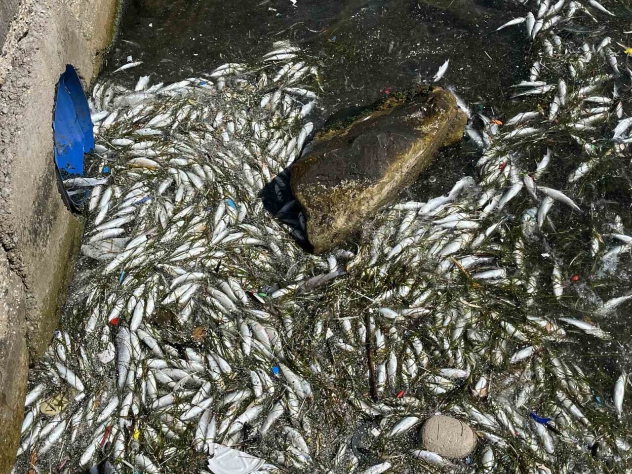 İZMİR (İHA) – İzmir Körfezi’nde geçtiğimiz yıl yaşanan balık ölümleri