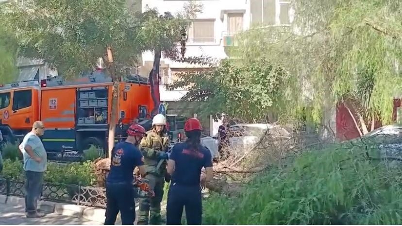 İzmir’in Konak ilçesinde cadde üzerindeki bir ağaç, henüz belirlenemeyen bir