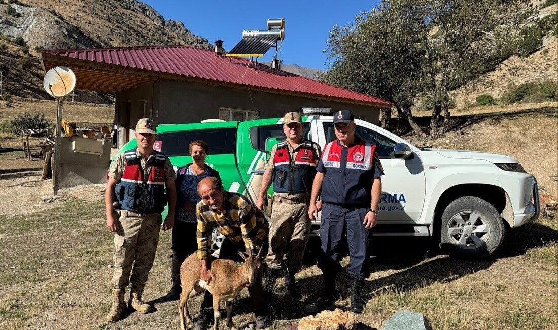 Erzincan’ın Üzümlü ilçesinde yaralı halde bulunan yaban keçisi jandarma ekiplerince