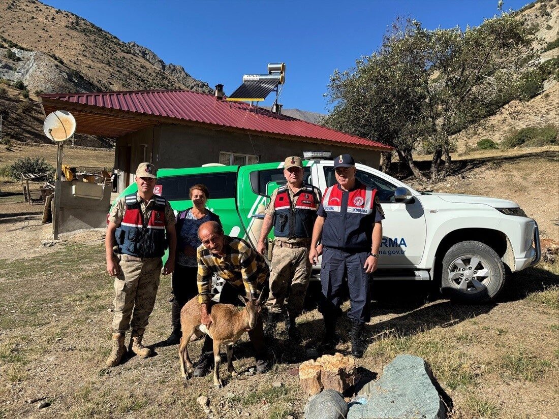 Erzincan’ın Üzümlü ilçesinde yaralı halde bulunan yaban keçisi jandarma ekiplerince