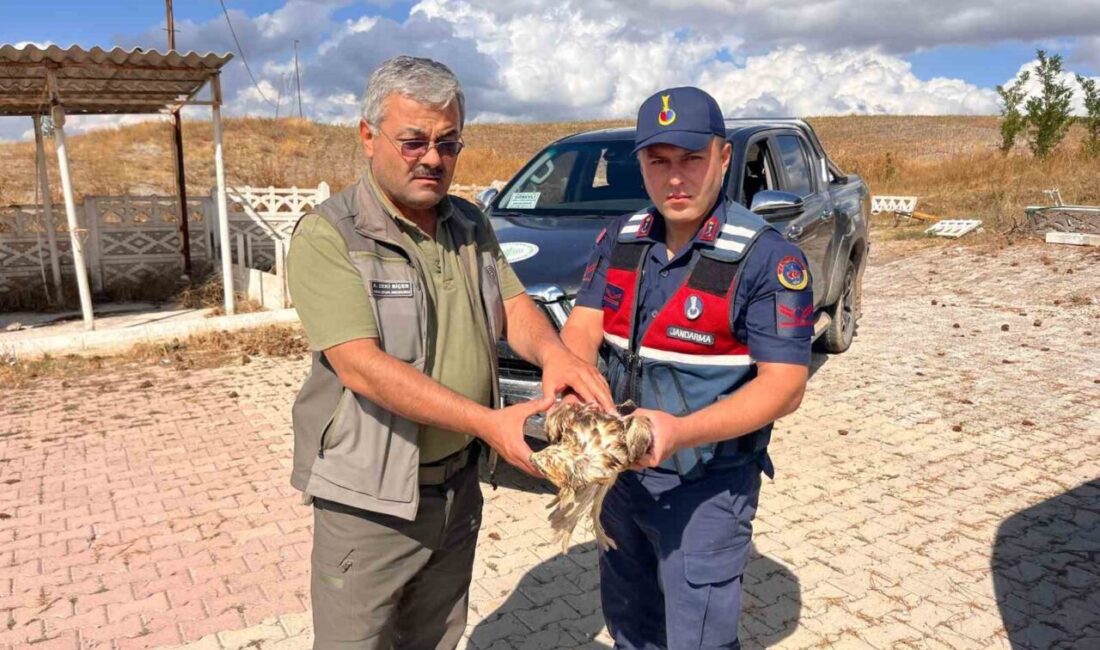 Çorum’un Alaca ilçesinde jandarma devriye ekiplerinin yol kenarında bitkin halde