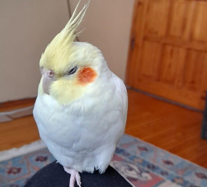 Samsun’da bir vatandaş, evden kaçan sultan papağanı Paşa’yı bulana ödül