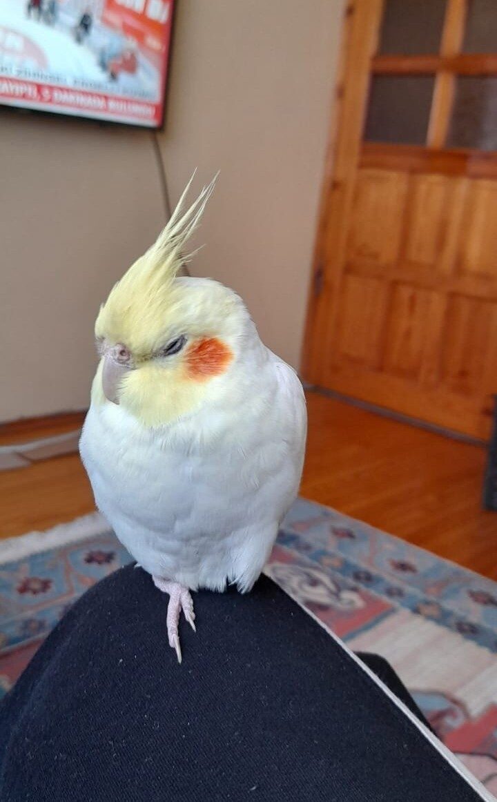 Samsun’da bir vatandaş, evden kaçan sultan papağanı Paşa’yı bulana ödül