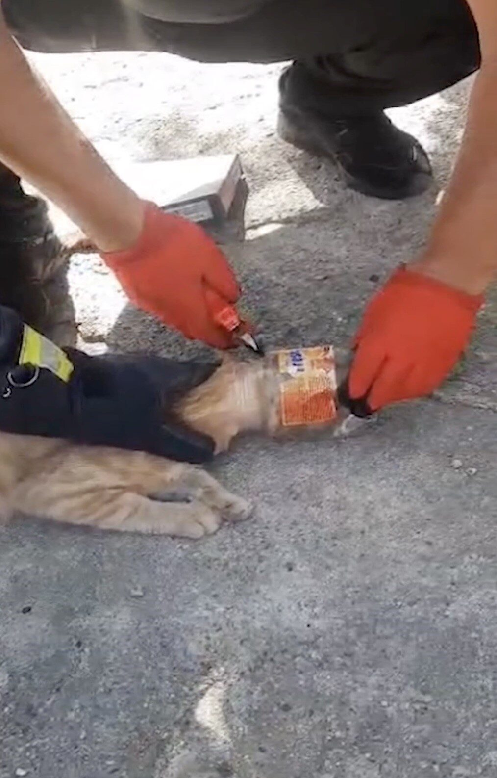 Kırıkkale’de kafası plastik kavanoza sıkışan kedi itfaiye ekipleri tarafından kurtarıldı.