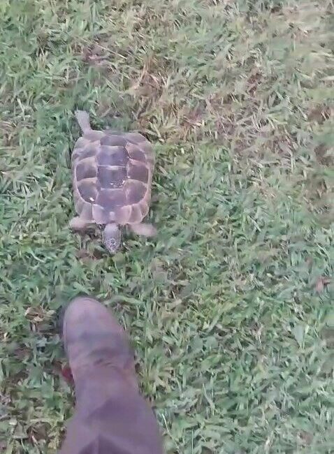 Bursa’da bir villanın bahçıvanlığını yapan vatandaşın peşini bırakmayan kaplumbağa, herkesi