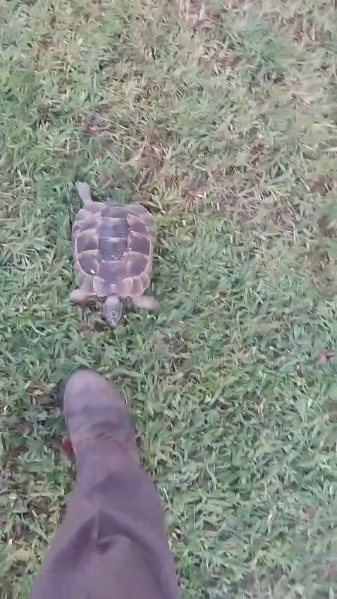 Bursa’da bir villanın bahçıvanlığını yapan vatandaşın peşini bırakmayan kaplumbağa, herkesi