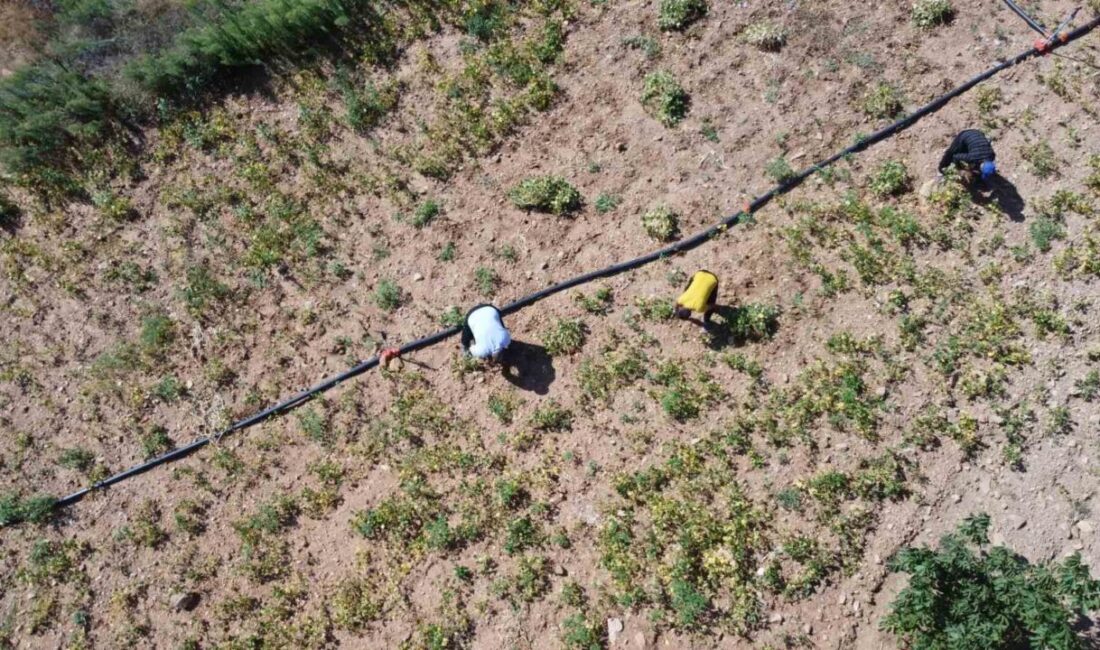Adana’nın Feke ilçesinde bin 300 rakımda kar suyuyla sulanarak yetiştirilen