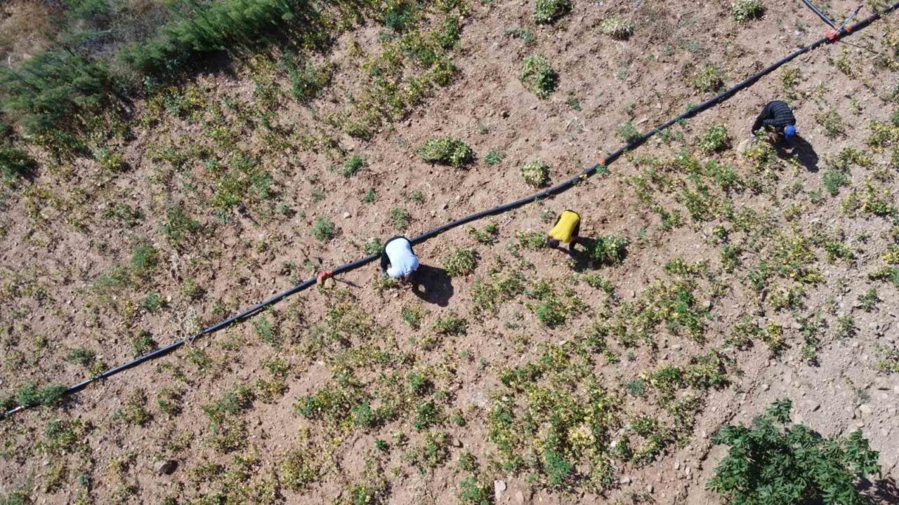 Adana’nın Feke ilçesinde bin 300 rakımda kar suyuyla sulanarak yetiştirilen