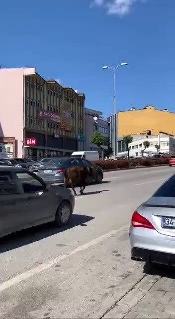 Karabük’ün Safranbolu ilçesinde yola çıkan inek, trafikte tehlikeli anlara neden
