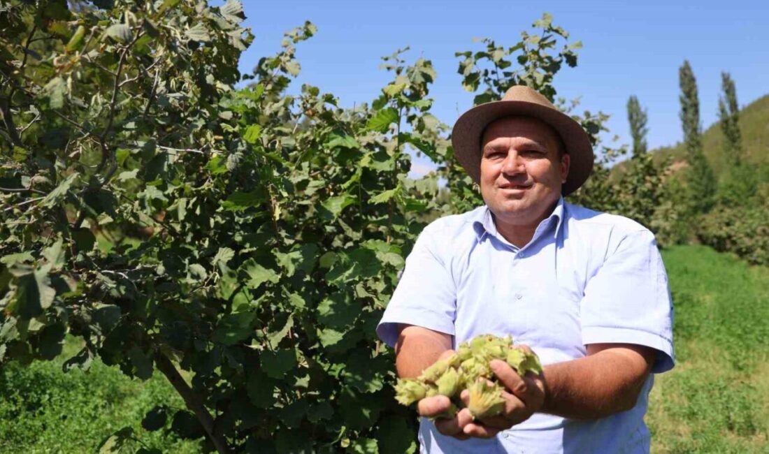 Adana’da, Karadeniz gezisi sırasında aldığı fındık fidanlarını 5 yıl önce