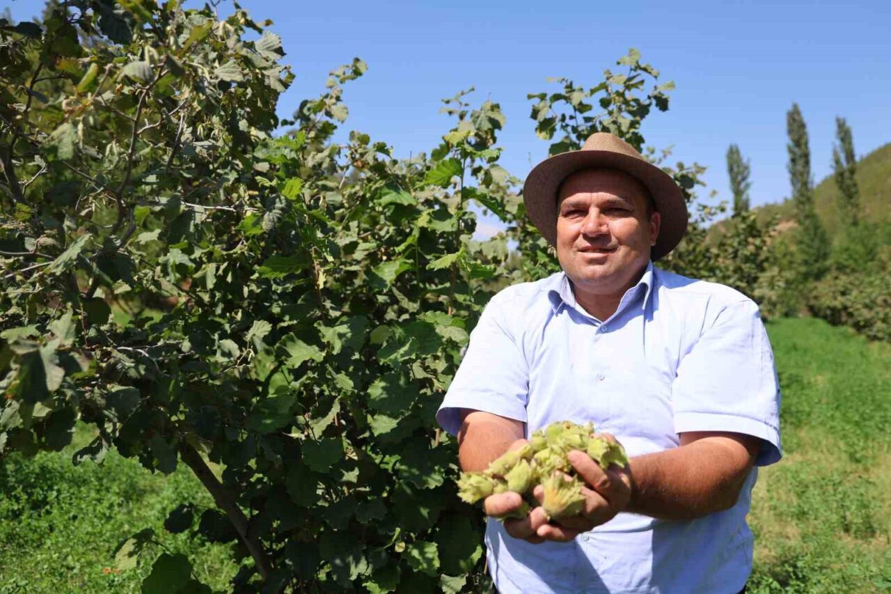 Adana’da, Karadeniz gezisi sırasında aldığı fındık fidanlarını 5 yıl önce