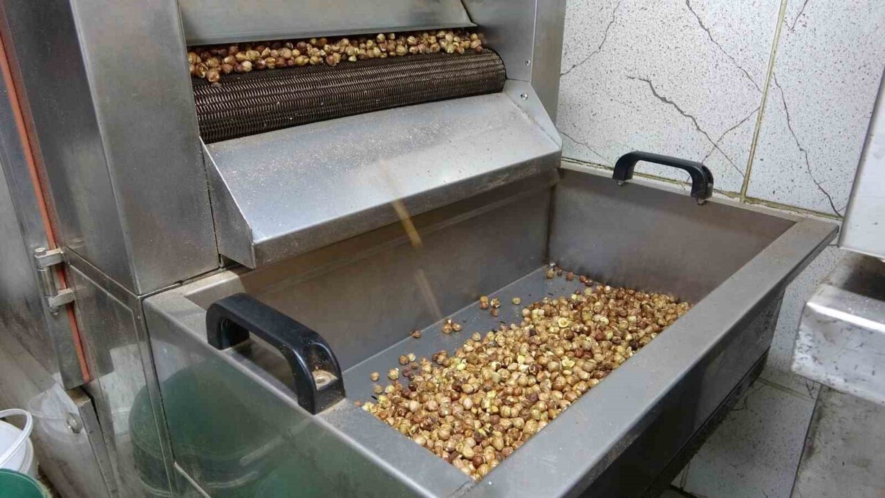 Fındık üreticileri, bu yıl hem kuraklık hem de böcek zararı