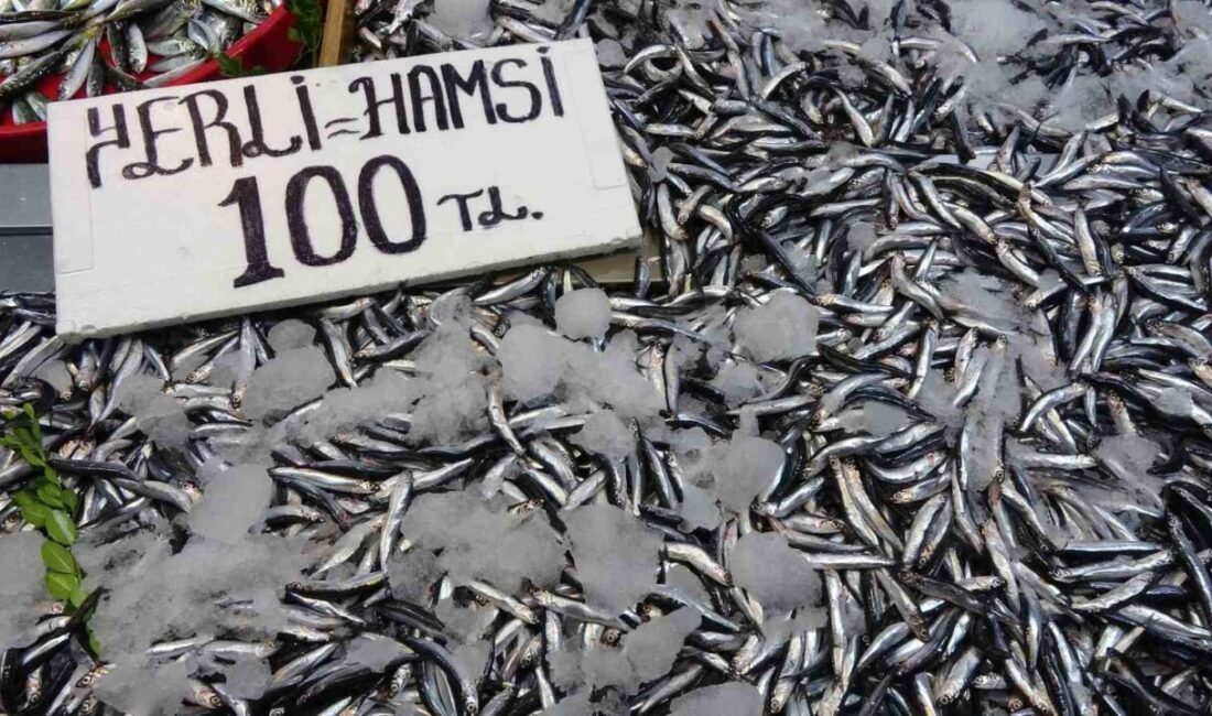 Karadeniz’de Eylül ayında son yılların en bereketli hamsi sezonu yaşanıyor.