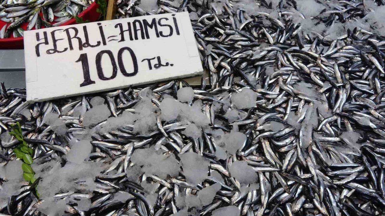 Karadeniz’de Eylül ayında son yılların en bereketli hamsi sezonu yaşanıyor.