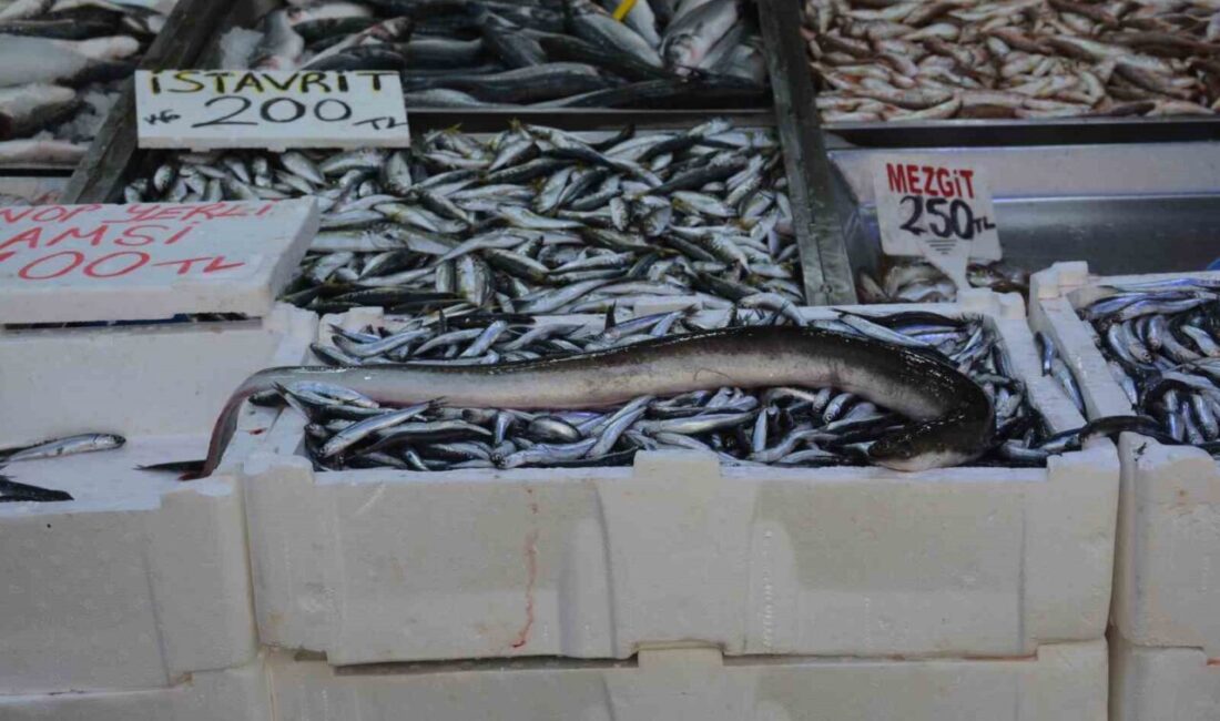 Sinop’ta avlanan yaklaşık 1,5 metre uzunluğundaki yılan balığı (aker) görenleri