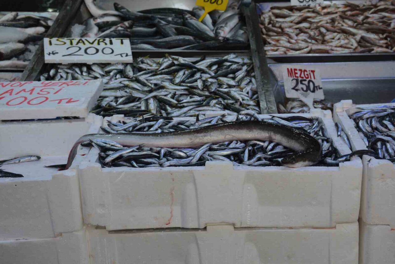 Sinop’ta avlanan yaklaşık 1,5 metre uzunluğundaki yılan balığı (aker) görenleri