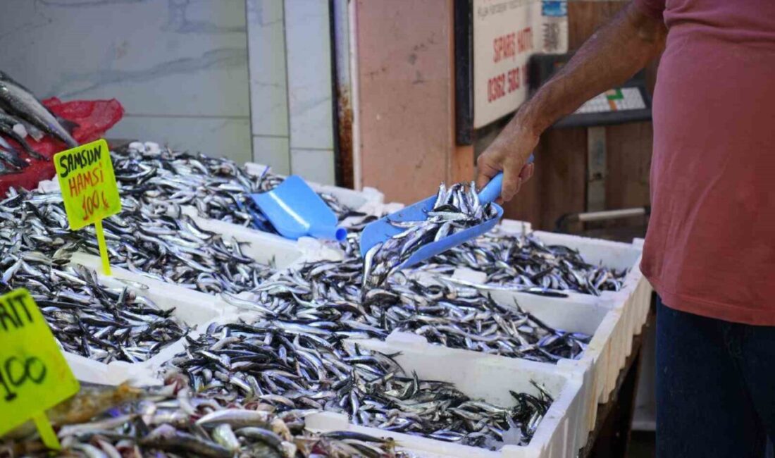 Karadeniz’in incisi hamsi tezgahlarda yerini aldı, hem balıkçının hem de