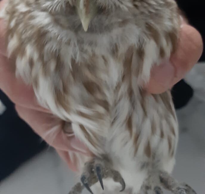 Konya’nın Karapınar ilçesinde, kukumav (Athene noctua) cinsi bir baykuş duyarlı