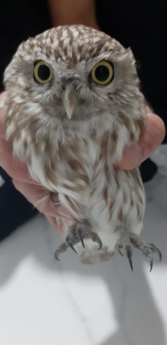 Konya’nın Karapınar ilçesinde, kukumav (Athene noctua) cinsi bir baykuş duyarlı