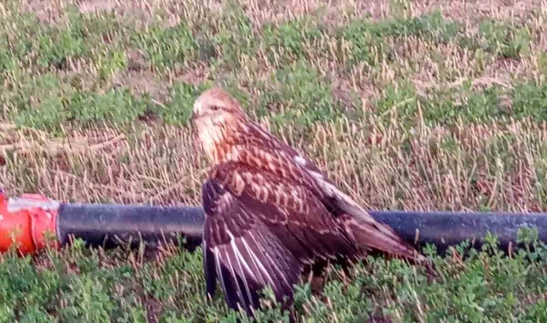 Konya’nın Karapınar ilçesinde bir vatandaş tarafından tarlada bulunduktan sonra yetkililere