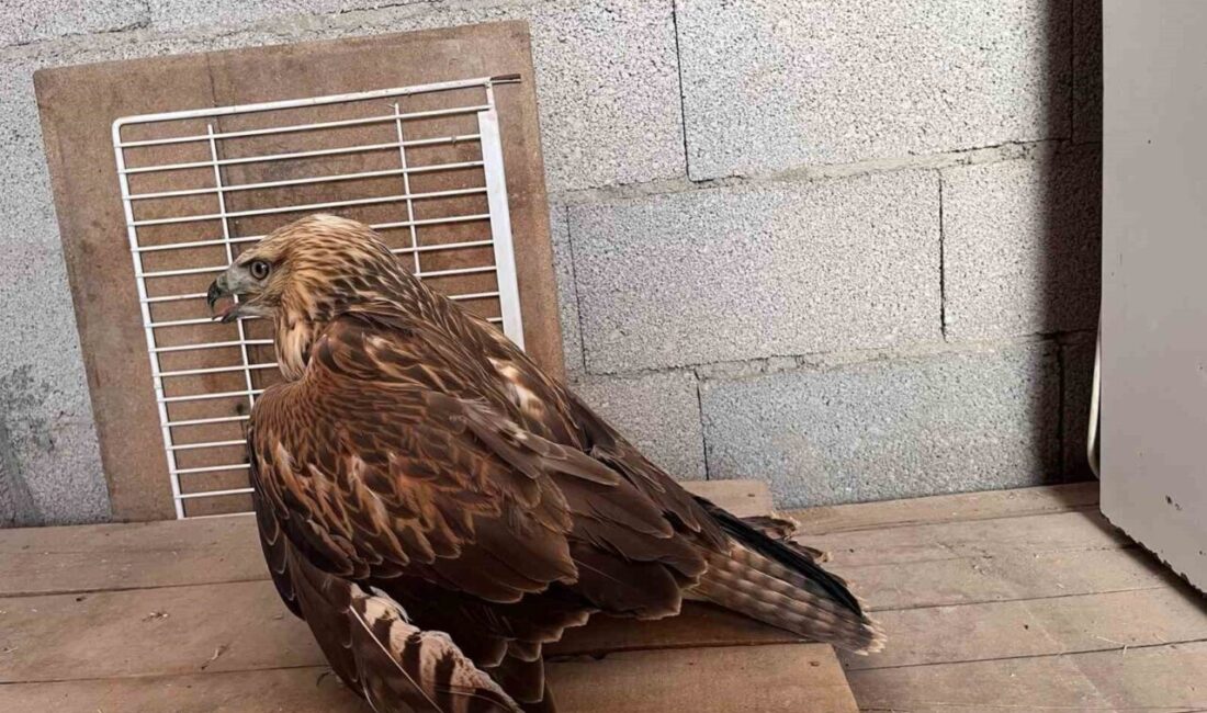 Konya’nın Karapınar ilçesinde yaralı halde bulunan kızıl şahin, duyarlı vatandaşça