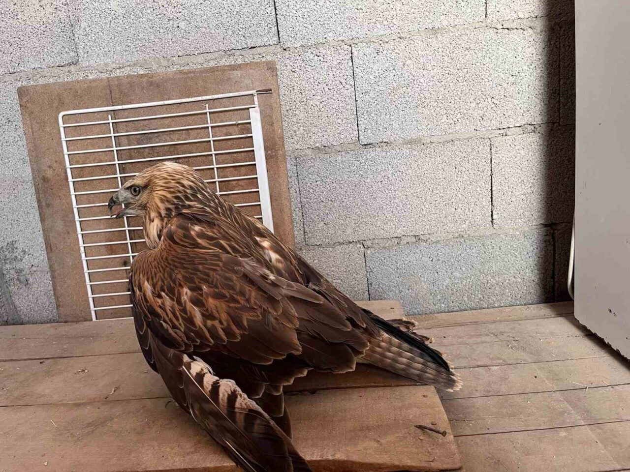 Konya’nın Karapınar ilçesinde yaralı halde bulunan kızıl şahin, duyarlı vatandaşça