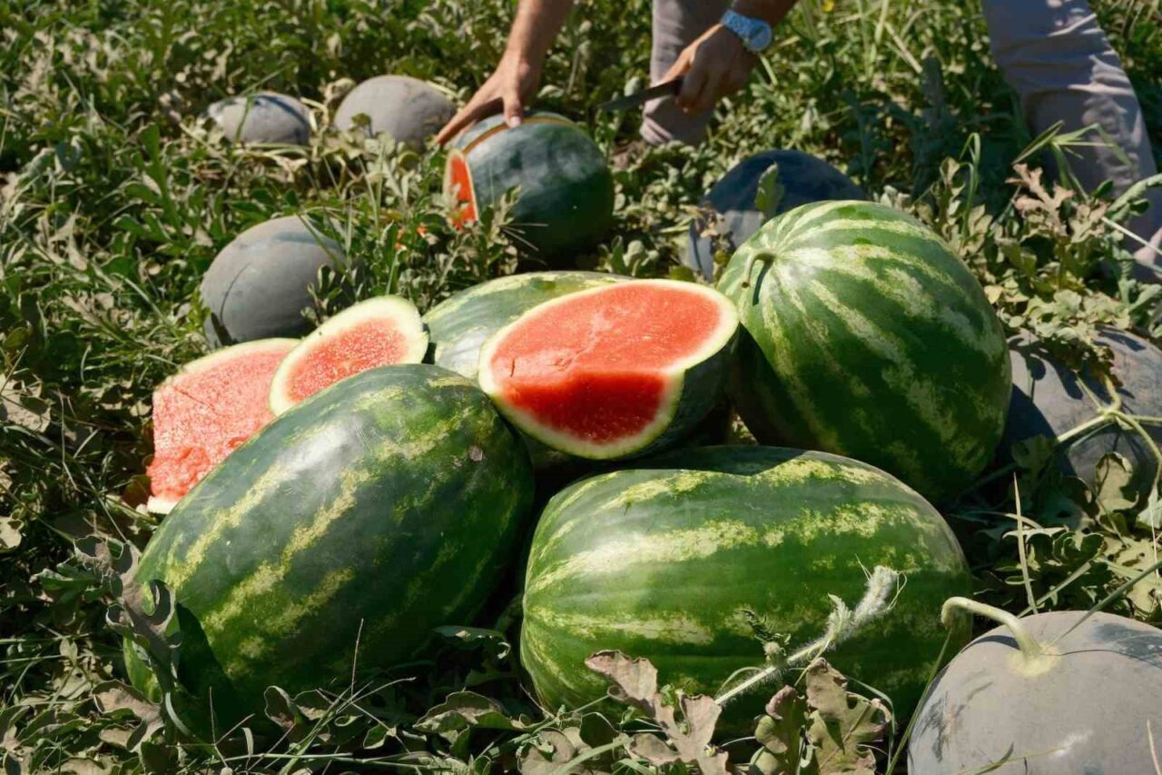 Bursa’nın verimli topraklarıyla bilinen Karacabey Ovası’nda bu yıl fazla ekilişi