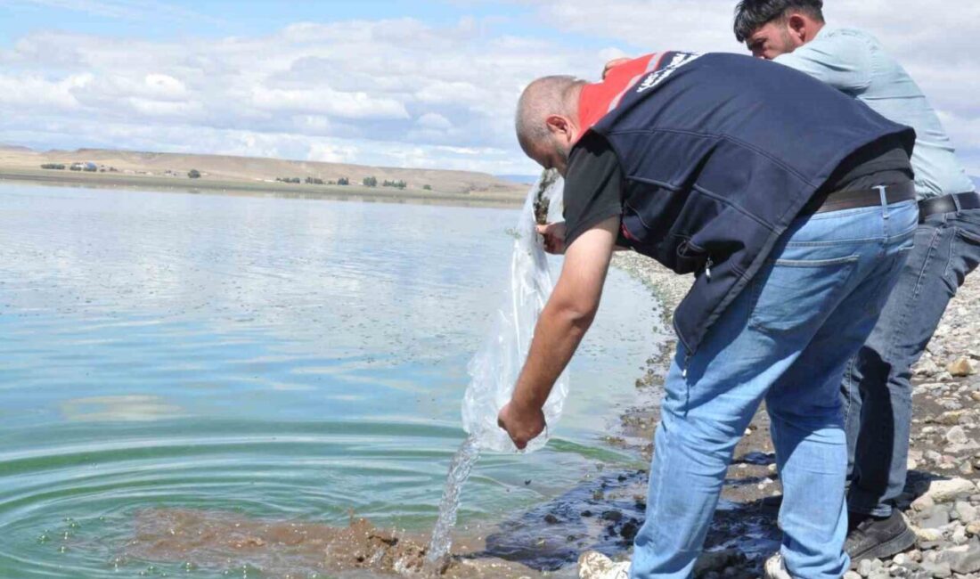 Kars’ta balıkçılığı desteklemek amacıyla göllere toplamda 500 bin yavru sazan