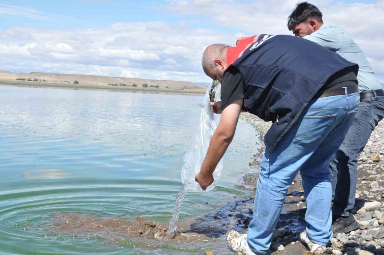 Kars’ta balıkçılığı desteklemek amacıyla göllere toplamda 500 bin yavru sazan