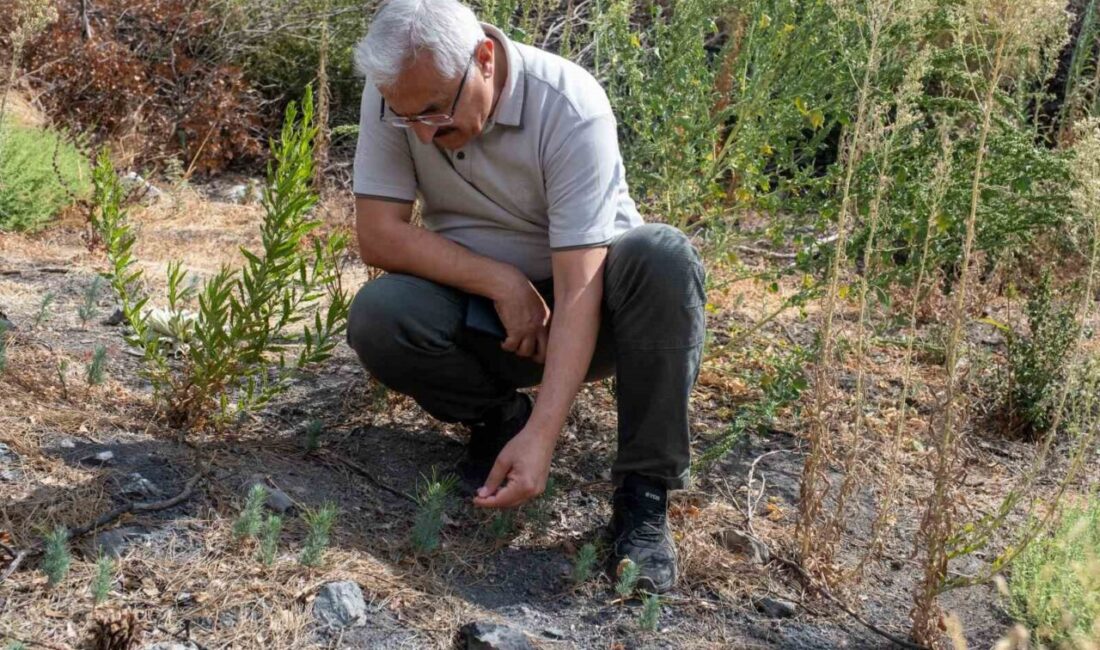 İzmir Orman Bölge Müdürü Mahmut Yılmaz, 18 Ağustos 2024 tarihinde