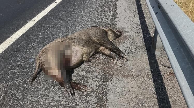 Kars’ta aracın çarptığı domuz telef oldu, domuza çarpan aracın parçaları