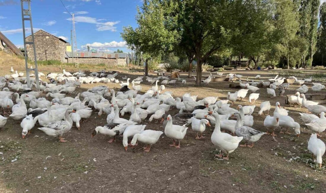 Kars’ın meşhur lezzetlerinden biri olan kaz eti için hazırlıklar başladı.