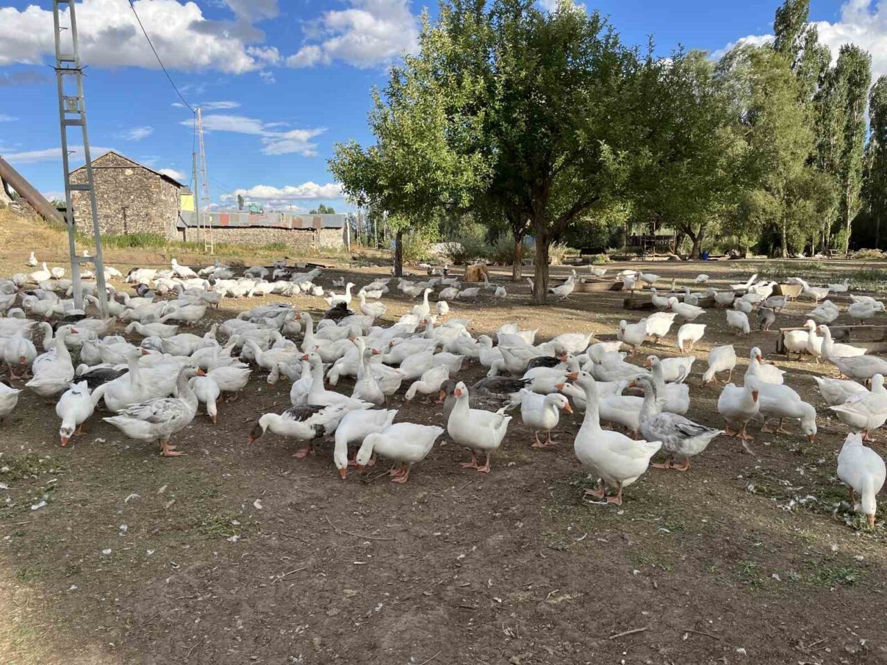Kars’ın meşhur lezzetlerinden biri olan kaz eti için hazırlıklar başladı.