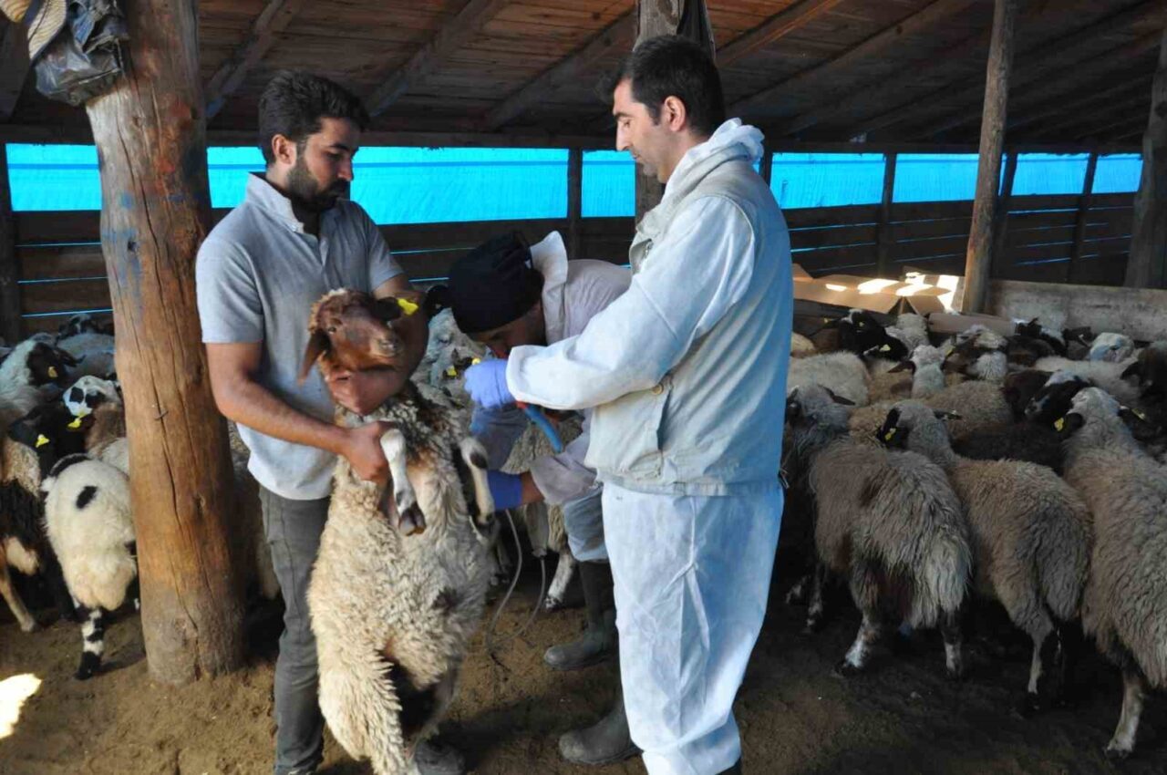 Kars’ta küçükbaş hayvanlar küpe takılarak kayıt altına alınırken, küçükbaş hayvanların
